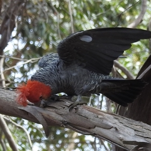 Callocephalon fimbriatum at Acton, ACT - suppressed