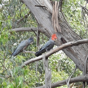 Callocephalon fimbriatum at Acton, ACT - suppressed