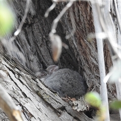 Callocephalon fimbriatum at Acton, ACT - suppressed