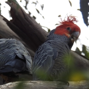 Callocephalon fimbriatum at Acton, ACT - suppressed