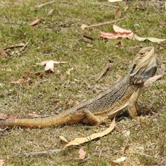 Pogona barbata (Eastern Bearded Dragon) at Acton, ACT - 26 Nov 2024 by HelenCross