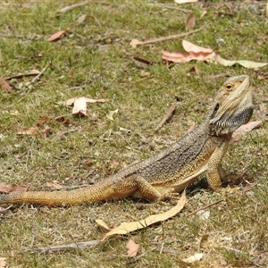 Pogona barbata (Eastern Bearded Dragon) at Acton, ACT by HelenCross