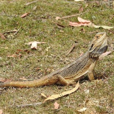 Pogona barbata (Eastern Bearded Dragon) at Acton, ACT - 26 Nov 2024 by HelenCross