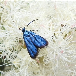 Pollanisus (genus) (A Forester Moth) at Acton, ACT by HelenCross