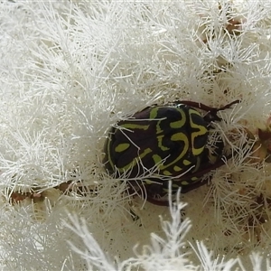 Eupoecila australasiae at Acton, ACT - 26 Nov 2024