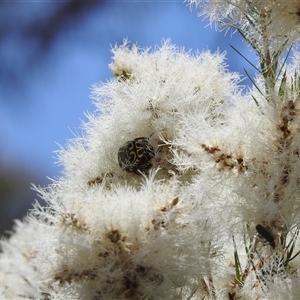 Eupoecila australasiae at Acton, ACT - 26 Nov 2024