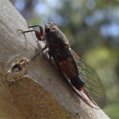 Unidentified Cicada (Hemiptera, Cicadoidea) at Acton, ACT - 26 Nov 2024 by HelenCross