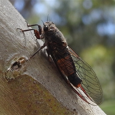 Yoyetta australicta (Southern Ticking Ambertail) at Acton, ACT - 26 Nov 2024 by HelenCross