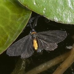 Pollanisus subdolosa or other (A Forester moth) at Charleys Forest, NSW - 23 Nov 2024 by arjay