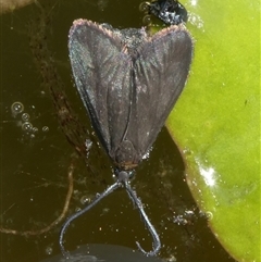 Pollanisus subdolosa or other at Charleys Forest, NSW - suppressed