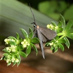 Pollanisus subdolosa or other at Charleys Forest, NSW - suppressed