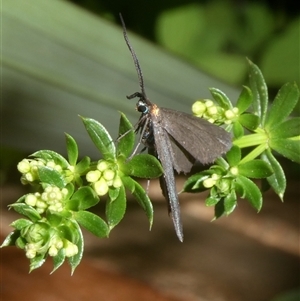 Pollanisus subdolosa or other at Charleys Forest, NSW - suppressed