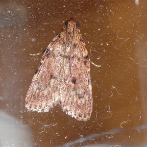 Mimaglossa nauplialis and habitalis at Charleys Forest, NSW - 22 Nov 2024