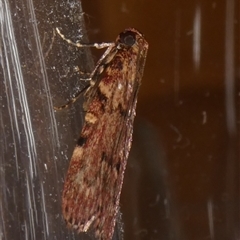 Mimaglossa nauplialis and habitalis at Charleys Forest, NSW - 22 Nov 2024