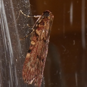 Mimaglossa nauplialis and habitalis at Charleys Forest, NSW - suppressed