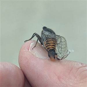 Yoyetta robertsonae (Clicking Ambertail) at Acton, ACT by HelenCross