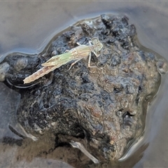 ODONATA (Unidentified damselfly or dragonfly) at Kambah, ACT - 25 Nov 2024 by HelenCross