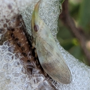 Philagra parva (Beaked spittlebug) at Bredbo, NSW by HelenCross