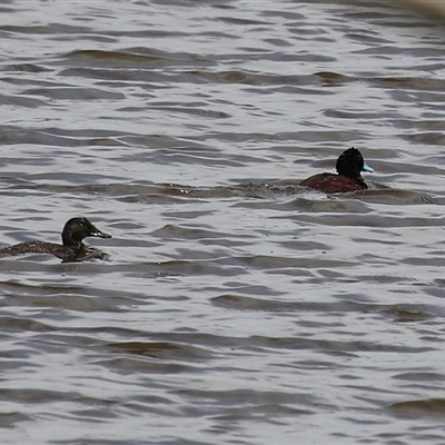 Oxyura australis (Blue-billed Duck) at Fyshwick, ACT - 26 Nov 2024 by RodDeb