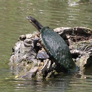 Emydura macquarii (Macquarie Turtle) at Fyshwick, ACT by RodDeb