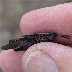 Goniaea opomaloides (Mimetic Gumleaf Grasshopper) at Bredbo, NSW - 25 Nov 2024 by HelenCross