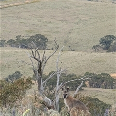 Notamacropus rufogriseus (Red-necked Wallaby) at Bredbo, NSW - 24 Nov 2024 by HelenCross