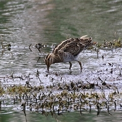 Gallinago hardwickii (Latham's Snipe) at Fyshwick, ACT - 26 Nov 2024 by RodDeb