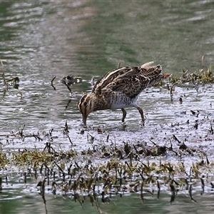 Gallinago hardwickii at Fyshwick, ACT - 26 Nov 2024 12:08 PM