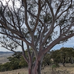 Eucalyptus rossii (Inland Scribbly Gum) at Bredbo, NSW - 25 Nov 2024 by HelenCross