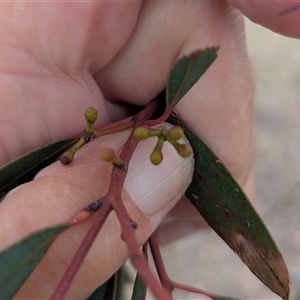 Eucalyptus rossii at Bredbo, NSW - 25 Nov 2024