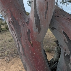 Eucalyptus rossii at Bredbo, NSW - 25 Nov 2024