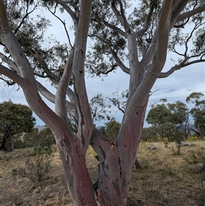 Eucalyptus rossii at Bredbo, NSW - 25 Nov 2024