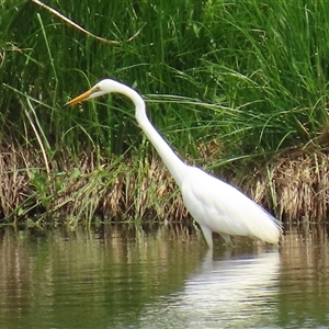 Ardea alba at Fyshwick, ACT - 26 Nov 2024 10:40 AM