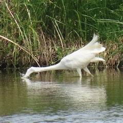 Ardea alba at Fyshwick, ACT - 26 Nov 2024