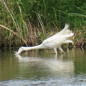 Ardea alba at Fyshwick, ACT - 26 Nov 2024 10:40 AM