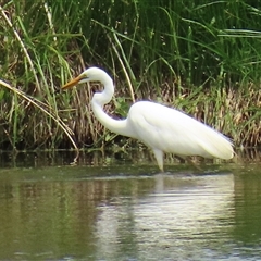 Ardea alba at Fyshwick, ACT - 26 Nov 2024 10:40 AM