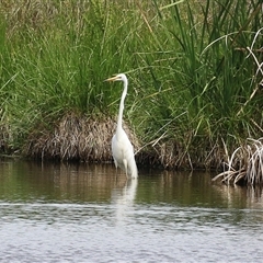 Ardea alba at Fyshwick, ACT - 26 Nov 2024 10:40 AM