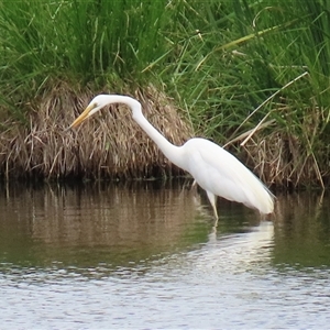 Ardea alba at Fyshwick, ACT - 26 Nov 2024