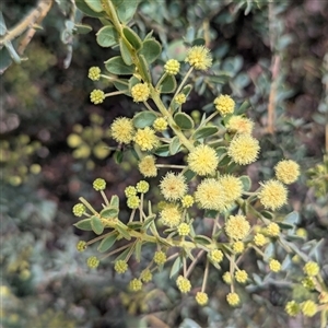 Acacia aureocrinita (A Wattle) at Bredbo, NSW by HelenCross