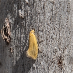 Eulechria electrodes (Yellow Eulechria Moth) at Rendezvous Creek, ACT - 22 Nov 2024 by SWishart