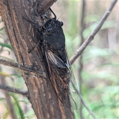 Yoyetta hunterorum (Sydney Treetop Ticker) at Bredbo, NSW - 25 Nov 2024 by HelenCross