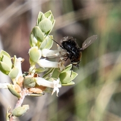 Bombyliidae (family) (Unidentified Bee fly) at Rendezvous Creek, ACT - 22 Nov 2024 by SWishart