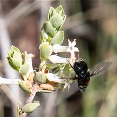 Bombyliidae (family) at Rendezvous Creek, ACT - 22 Nov 2024