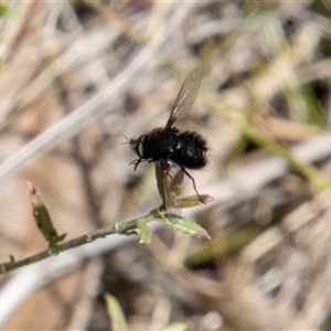 Bombyliidae (family) at Rendezvous Creek, ACT - 22 Nov 2024 10:29 AM