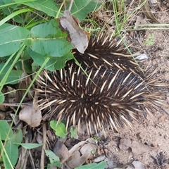 Tachyglossus aculeatus (Short-beaked Echidna) at The Whiteman, NSW - 28 Apr 2020 by geoffcrispin