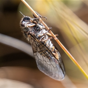 Atrapsalta furcilla at Rendezvous Creek, ACT - 22 Nov 2024 10:41 AM