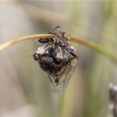 Atrapsalta furcilla at Rendezvous Creek, ACT - 22 Nov 2024 10:41 AM