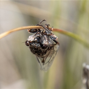 Atrapsalta furcilla at Rendezvous Creek, ACT - 22 Nov 2024 10:41 AM