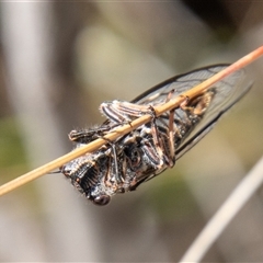 Atrapsalta furcilla at Rendezvous Creek, ACT - 22 Nov 2024 10:41 AM