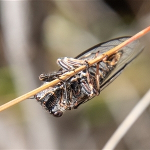 Atrapsalta furcilla at Rendezvous Creek, ACT - 22 Nov 2024 10:41 AM